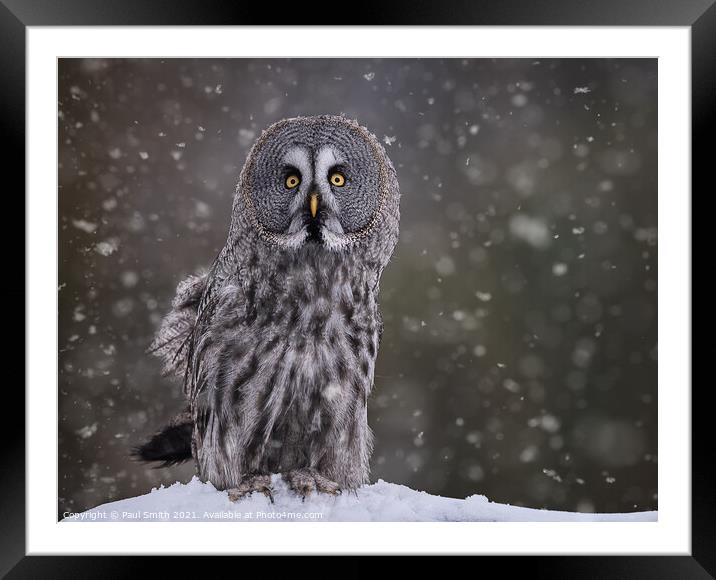 Great Grey Owl in Snowfall Framed Mounted Print by Paul Smith