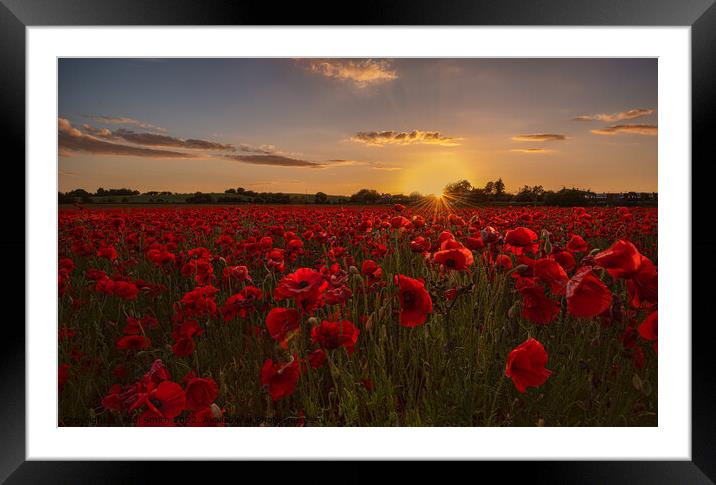 Poppy Field Sunset Framed Mounted Print by Paul Smith