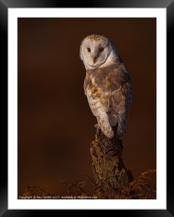 Barn Owl at Sunset Framed Mounted Print by Paul Smith