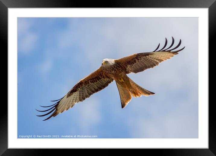 Soaring Red Kite Framed Mounted Print by Paul Smith