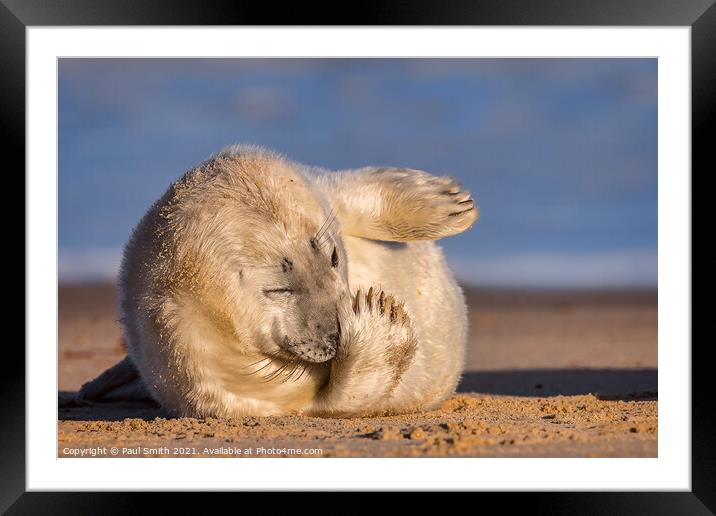 Grey Seal Pup Framed Mounted Print by Paul Smith