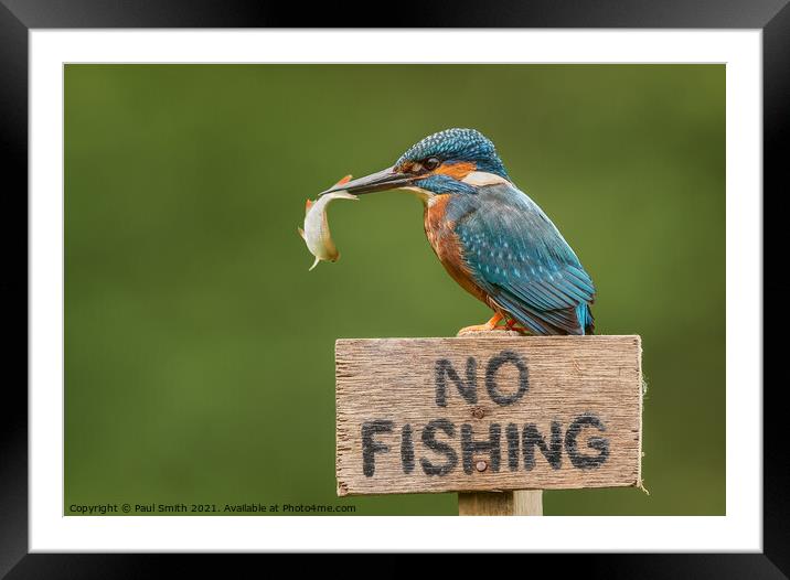 Kingfisher - No Fishing Framed Mounted Print by Paul Smith