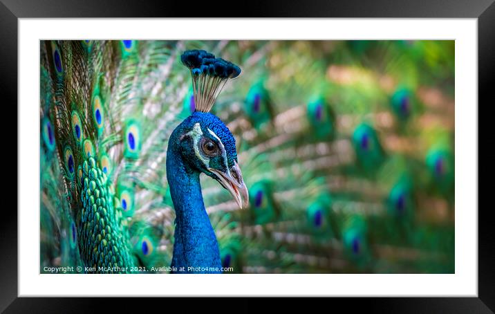 Peacock Framed Mounted Print by Ken McArthur