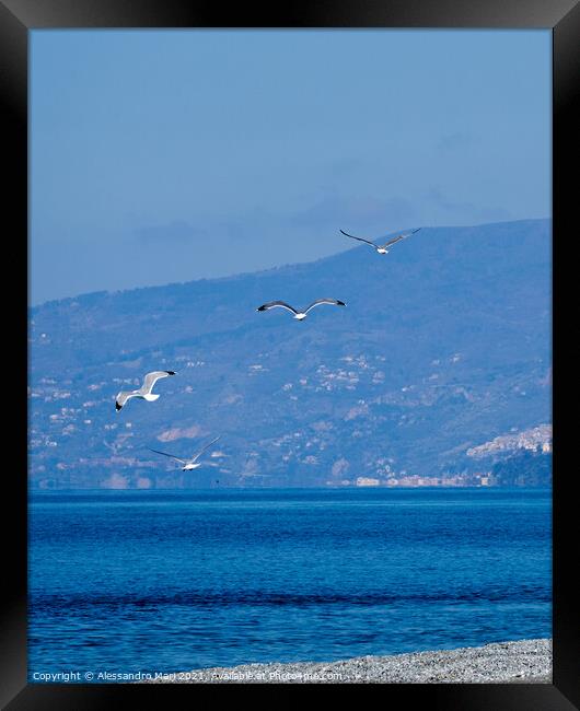 Seagulls enjoying a winter sunny day flying over the sand Framed Print by Alessandro Mari