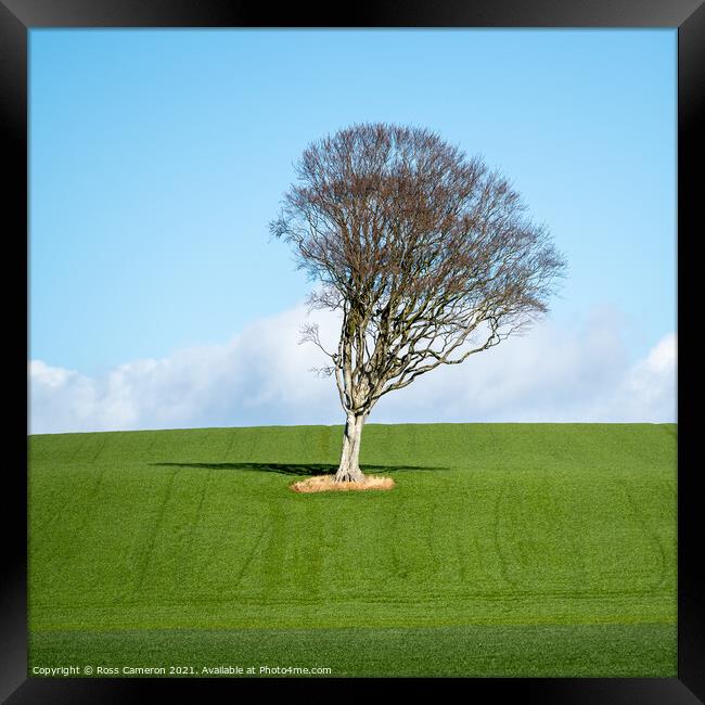 Solitary Tree Framed Print by Ross Cameron