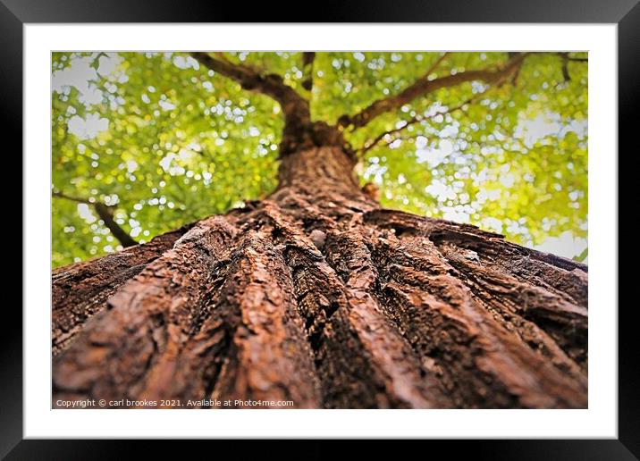 Tree branch Framed Mounted Print by carl brookes