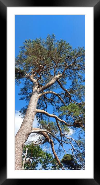 Pine at friar's cragg  Framed Mounted Print by Martin Foster