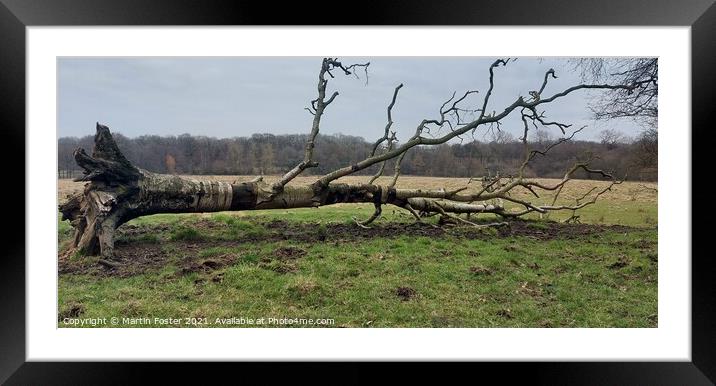 Fallen birch in derbyshire Framed Mounted Print by Martin Foster
