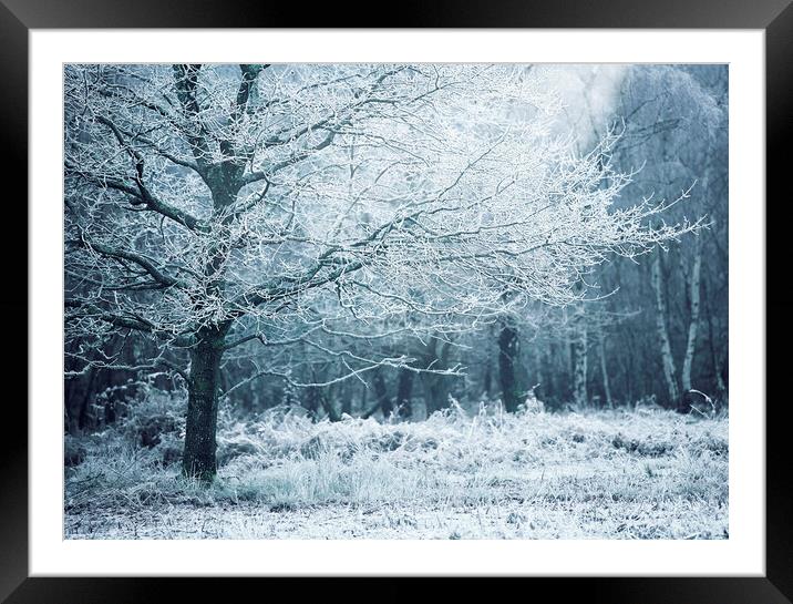 Winter Woodland White's Framed Mounted Print by Judith Stewart