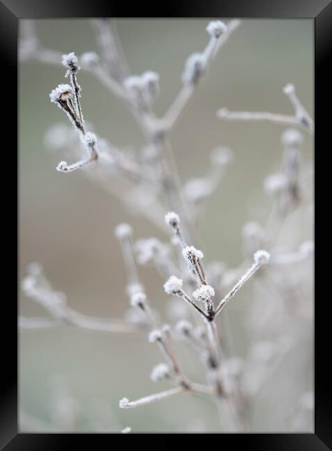 Frosty Morning in the Meadow Framed Print by Judith Stewart