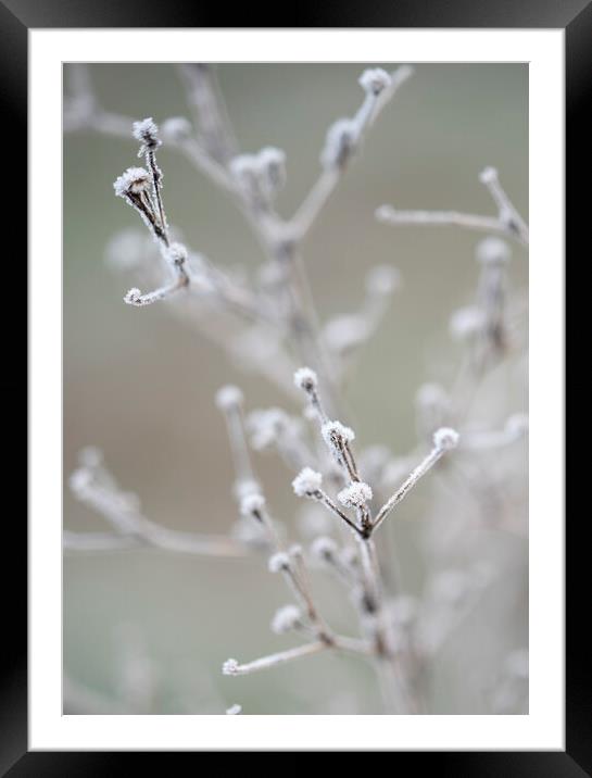 Frosty Morning in the Meadow Framed Mounted Print by Judith Stewart