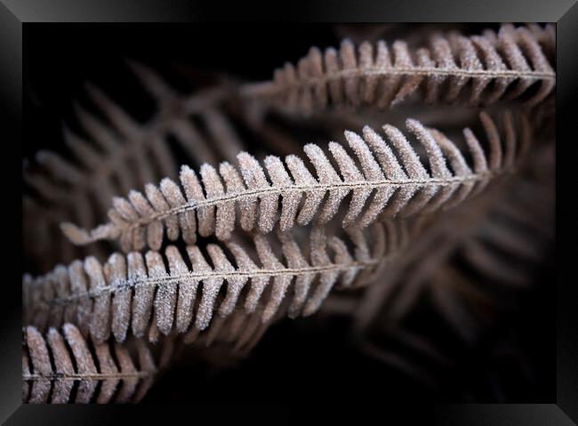 Winter Ferns Framed Print by Judith Stewart