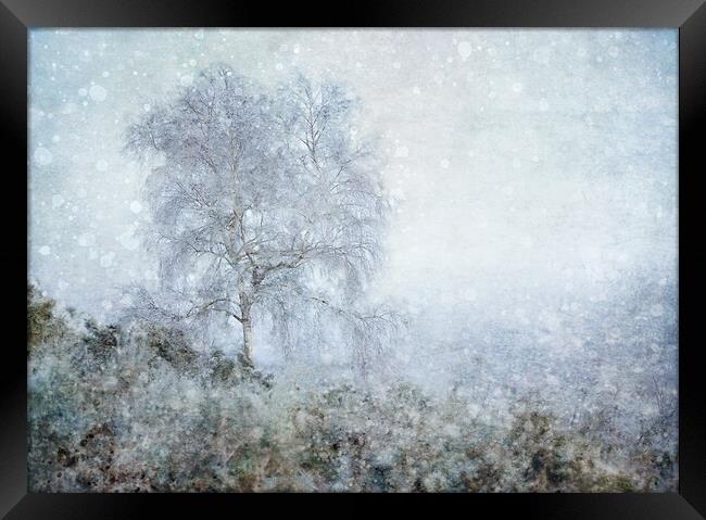Winter Birch Framed Print by Judith Stewart