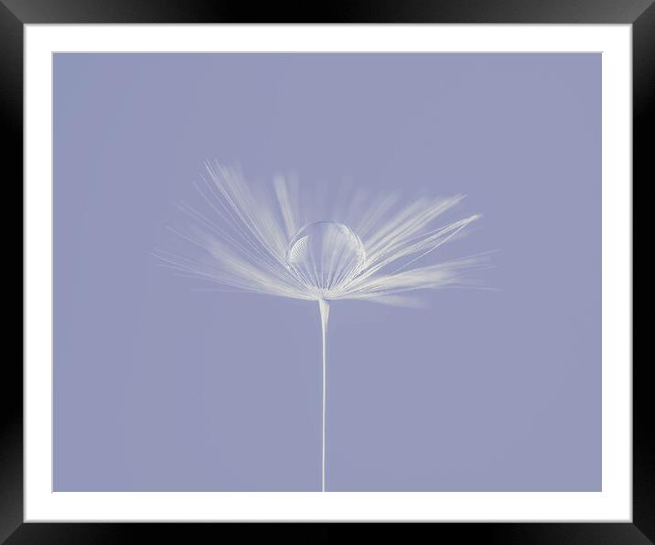 Water Droplet on Dandelion Seed Head on lilac Framed Mounted Print by Judith Stewart