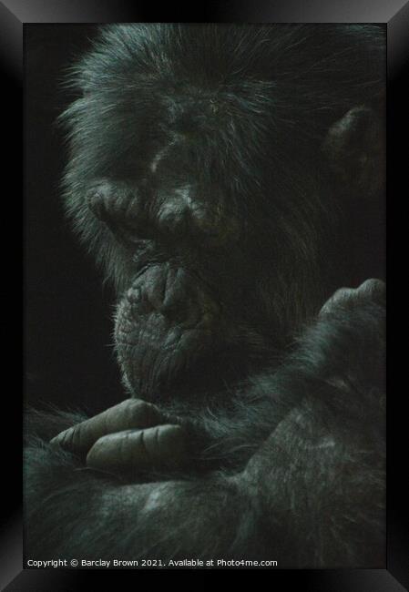 The Chimp Framed Print by Barclay Brown