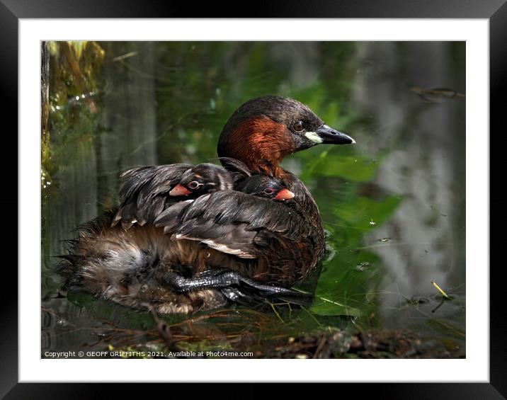 Little Grebes Framed Mounted Print by GEOFF GRIFFITHS