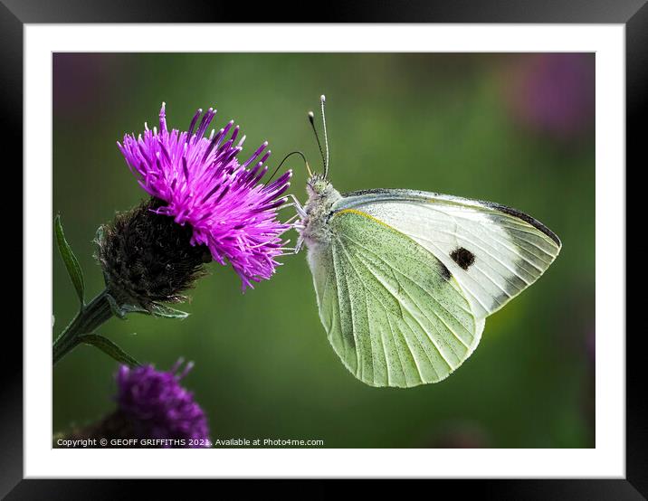 Small White butterfly Framed Mounted Print by GEOFF GRIFFITHS