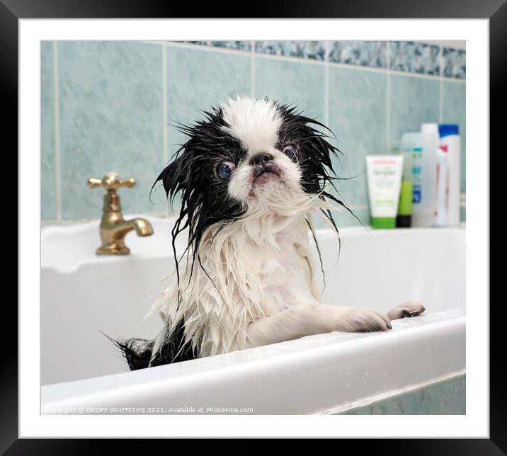 Bath time Framed Mounted Print by GEOFF GRIFFITHS