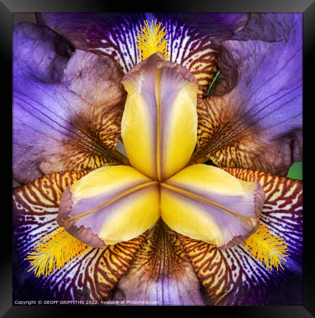 Iris Framed Print by GEOFF GRIFFITHS