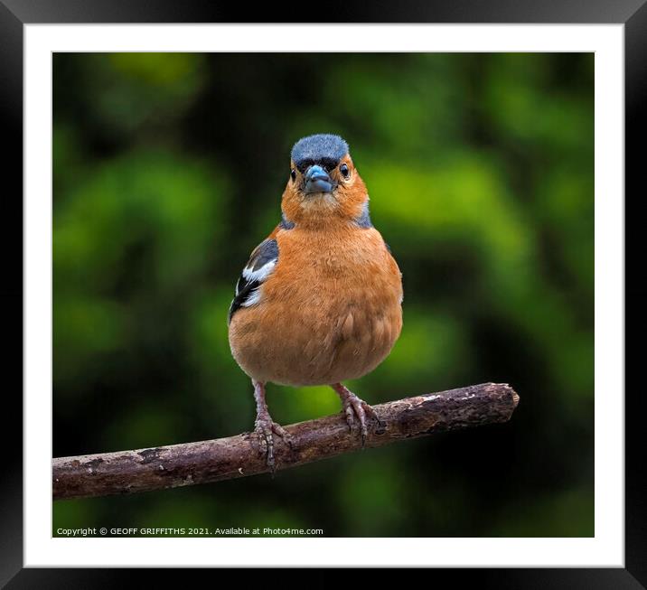 Chaffinch Framed Mounted Print by GEOFF GRIFFITHS