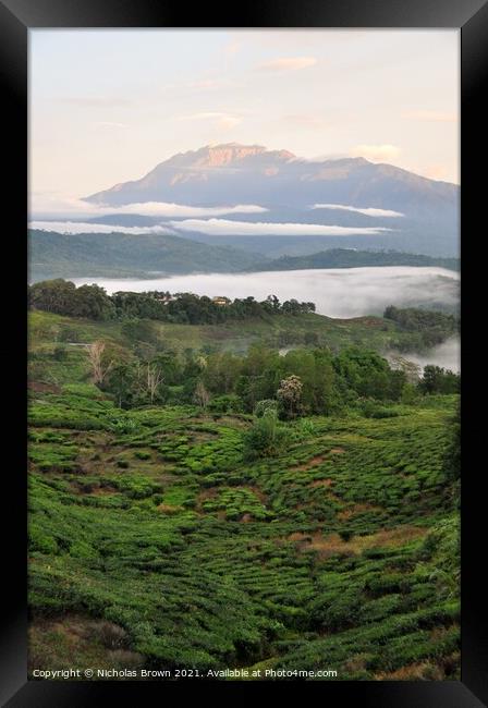 Mt Kinabalu above Tea plantations Framed Print by Nicholas Brown