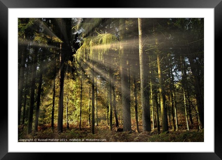 sunrise in the pine wood Framed Mounted Print by Russell Mander