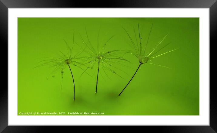 GREEN DELIGHT Framed Mounted Print by Russell Mander