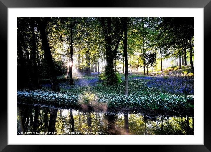 BLUEBELL SUNRISE  Framed Mounted Print by Russell Mander