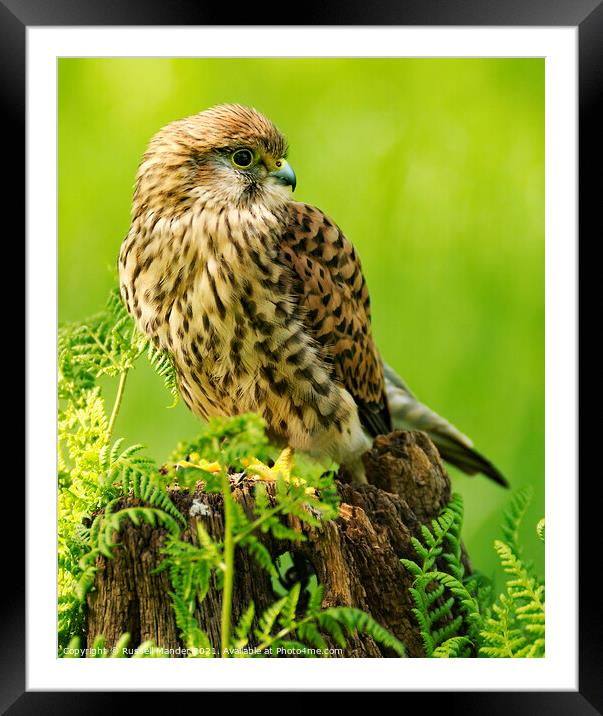 KESTREL ON FENCE POST Framed Mounted Print by Russell Mander