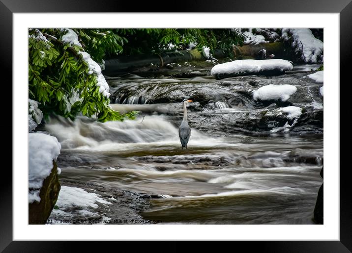 Morning Heron Framed Mounted Print by scott gilbert