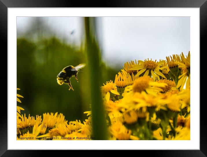 Somewhere to Bee Framed Mounted Print by scott gilbert