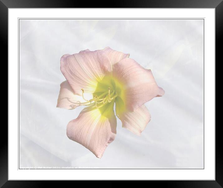 Lilly Framed Mounted Print by Pat Butler