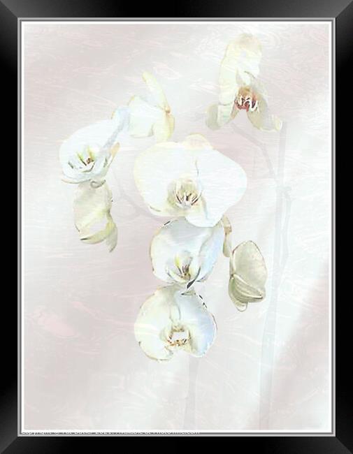 Orchid Framed Print by Pat Butler