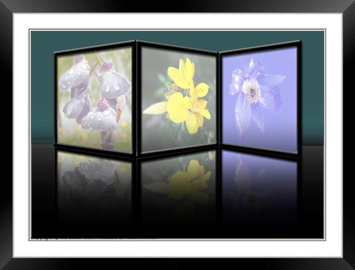 Flower reflections. Framed Mounted Print by Pat Butler
