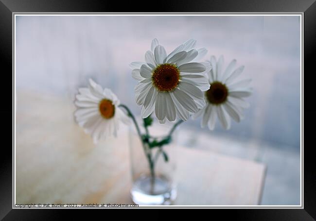 Three Daisies Framed Print by Pat Butler