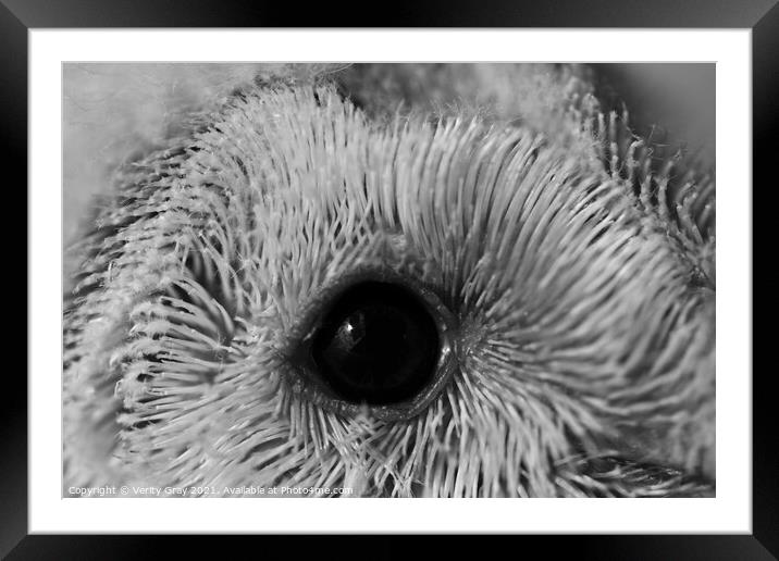 baby owl Framed Mounted Print by Verity Gray