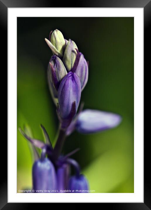 bluebell Framed Mounted Print by Verity Gray