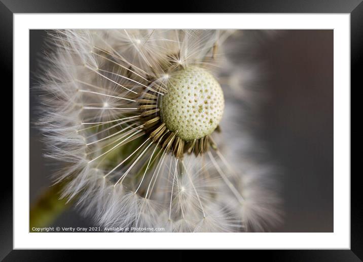 sparkle Framed Mounted Print by Verity Gray