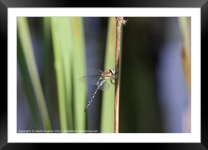 Dragonfly on a Reed  Framed Mounted Print by David Hughes