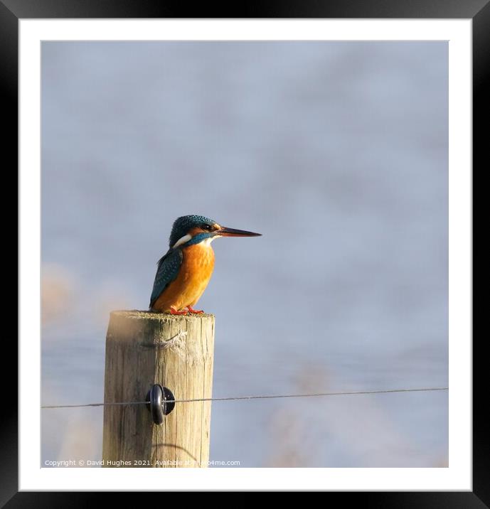 Kingfisher  Framed Mounted Print by David Hughes