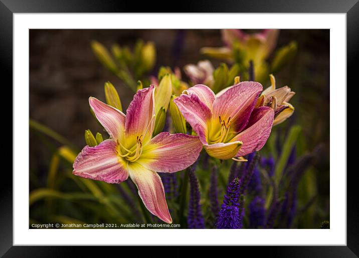 Pink Flower Framed Mounted Print by Jonathan Campbell