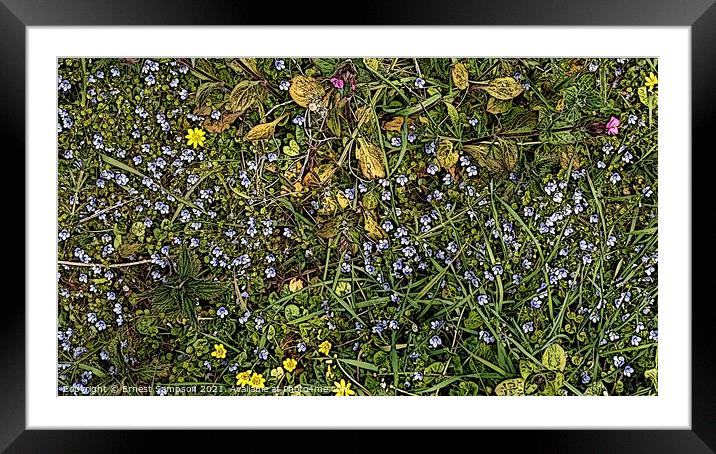 British Wild Meadow Flowers Portreath Cornwall. Framed Mounted Print by Ernest Sampson