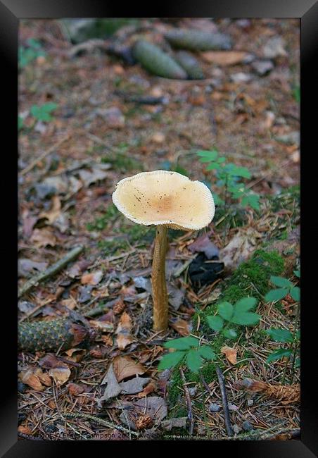 Common Toadstool, Becky Falls Dartmoor In Devon. Framed Print by Ernest Sampson