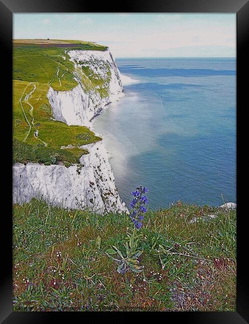 White Cliffs Of Dover With Wild Flowers, Kent UK. Framed Print by Ernest Sampson