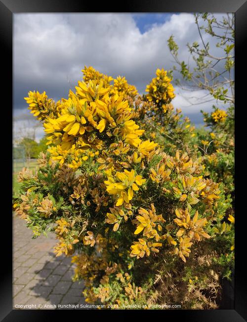 close up view of Ulex Europaeus or commonly known as gorse native to British island and western Europe Framed Print by Anish Punchayil Sukumaran
