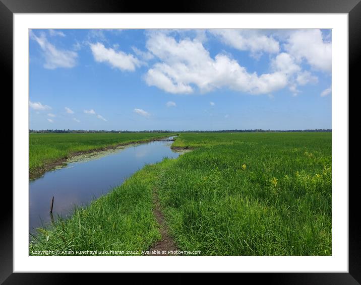a river flowing the centre of a rice farm under clear blue sky Framed Mounted Print by Anish Punchayil Sukumaran