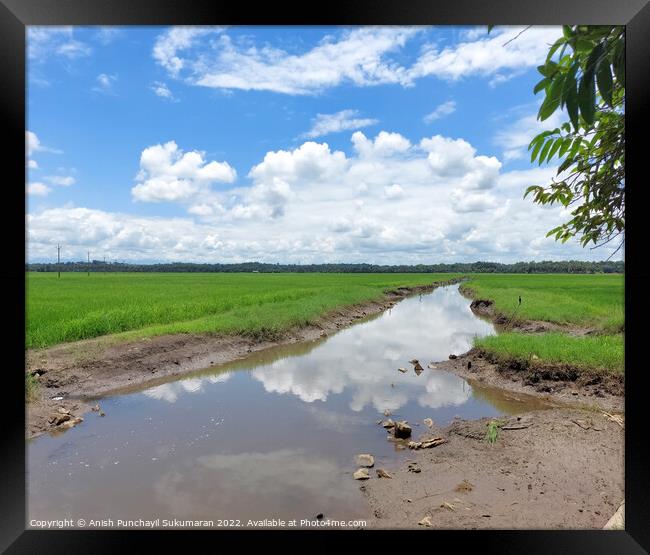 a river flowing the centre of a rice farm under clear blue sky Framed Print by Anish Punchayil Sukumaran