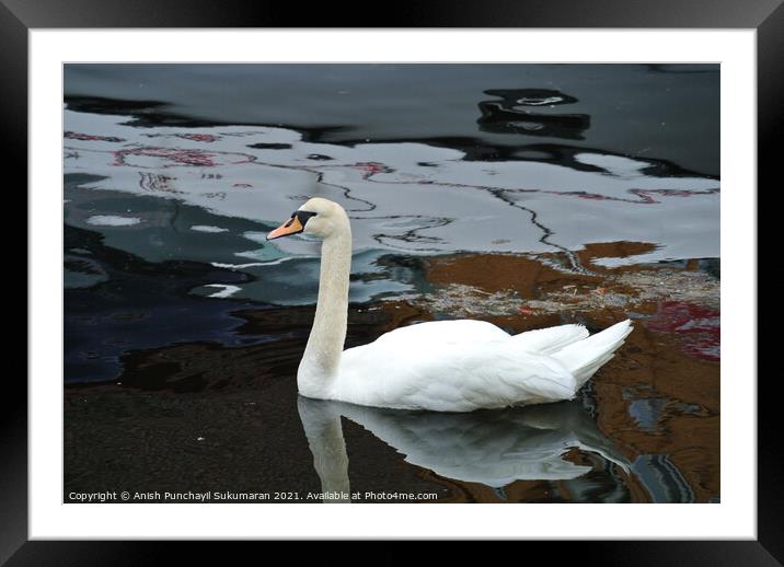 Swan floating on the water a view from norway Framed Mounted Print by Anish Punchayil Sukumaran