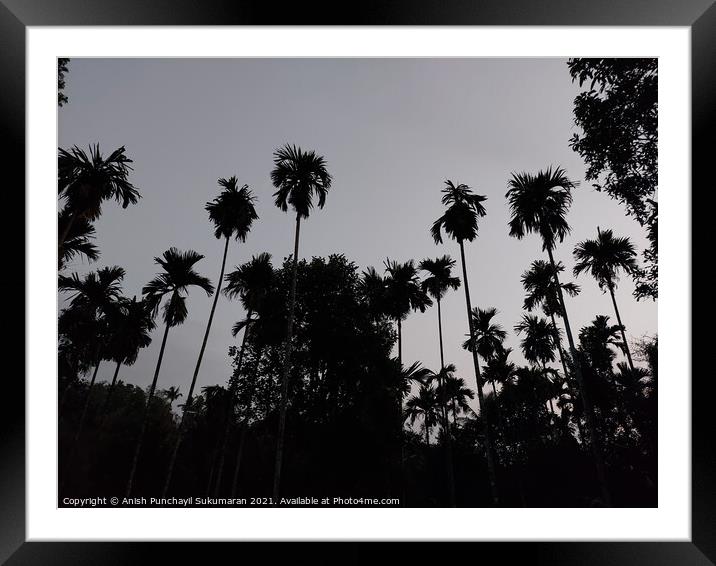 tall palm trees after sunset and clear sky in Kerala  Framed Mounted Print by Anish Punchayil Sukumaran