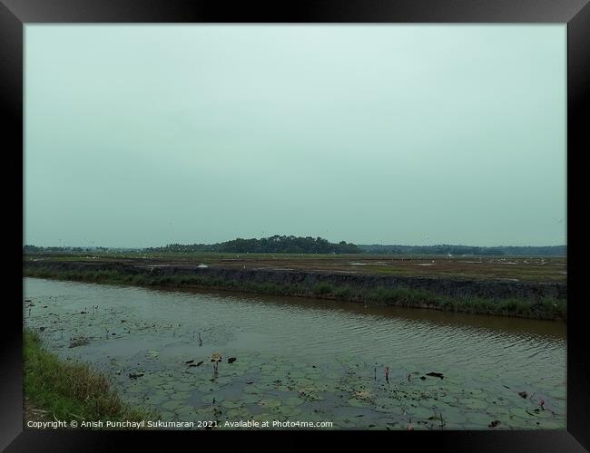 clam river full of water lilies and beautiful rice field in back Framed Print by Anish Punchayil Sukumaran